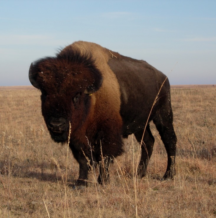 bull bison