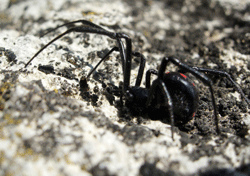 black widow spider