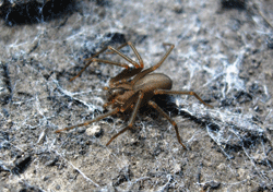 brown recluse spider